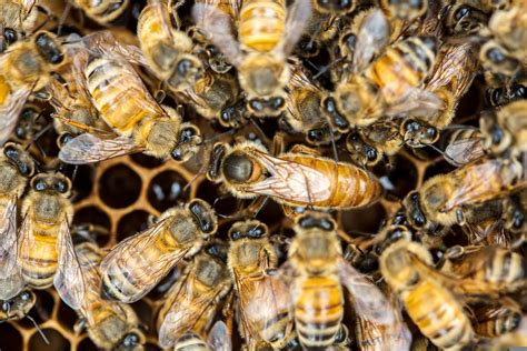 easy  find  queen bee  struggle  honey bee suite