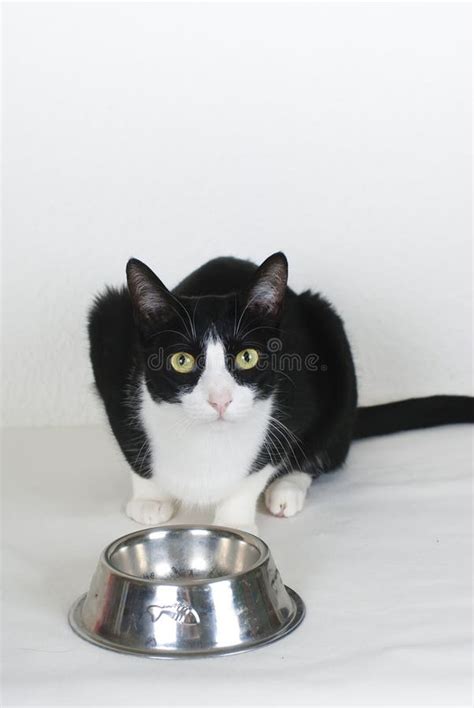 cat  empty food bowl stock image image  isolated