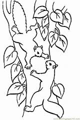 Coloring Pages Squirrels Squirrel Comments sketch template