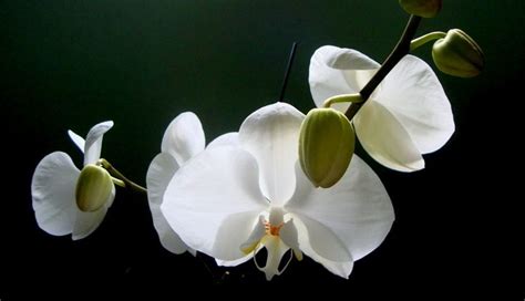 orchidée blanche par ana ribeiro sur l internaute orchidée blanche