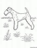 Terrier Coloring Pages Fox Dogs Colorkid sketch template