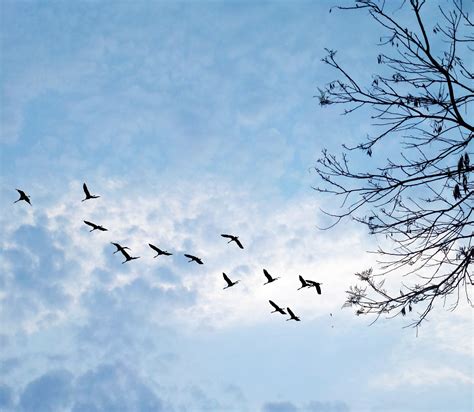 wildlife photography   flock  birds flying  blue sky