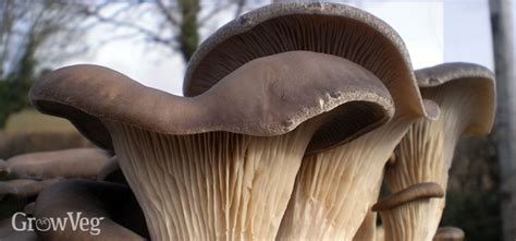 growing gourmet mushrooms  home  waste coffee grounds