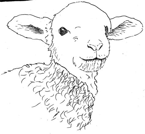 simple lamb drawing  getdrawings