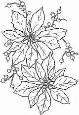 Poinsettia Coloring Flower Beautiful Color sketch template