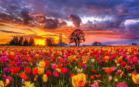 Tuyển Tập Hình Nền Hoa Tulip Siêu đẹp Dành Cho Máy Tính