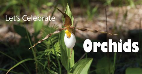 celebrate orchids