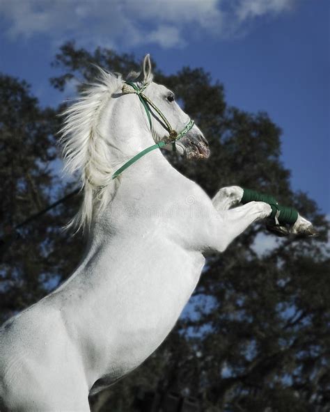 white stallion stock photo image  harness majestic