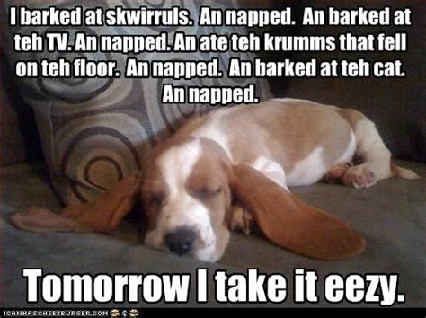50 Best Basset Hound Memes Of All Time Page 3 The Paws
