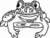 Amphibian Coloring Frog Mexico Pages Wecoloringpage Animal sketch template