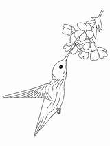 Kolibri Hummingbird Hummingbirds Ausmalbilder Ausmalbild Kategorien sketch template