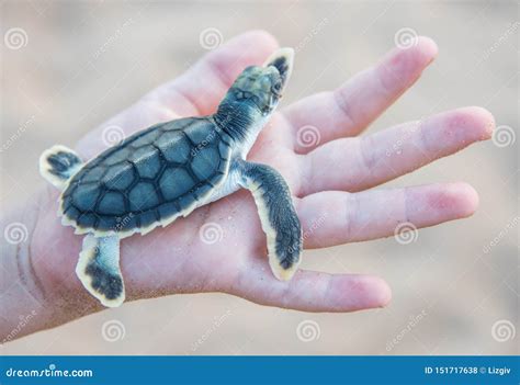 flatback sea turtle carapace pattern stock photo image  close