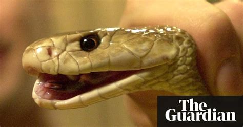 taipan snake bite leaves elderly australian man fighting   life