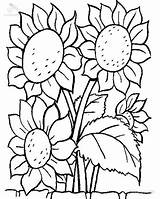 Coloring Plants Sunflower Lovely Sheet sketch template