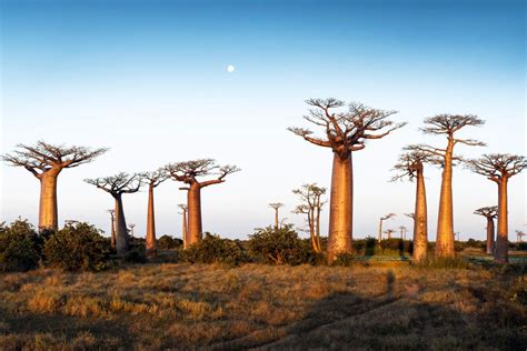 morondava und baobab allee madagaskar franks travelbox