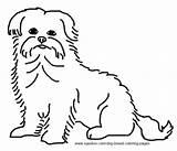 Coloring Maltese Dog Pages Terrier Breed sketch template