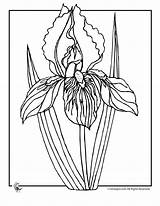 Iris Flower Coloring Pages Flowers Drawing Drawings Spring Line Gif Printable Outline Sun Botanical Clipart Getdrawings Inkspired Musings Patterns Carving sketch template