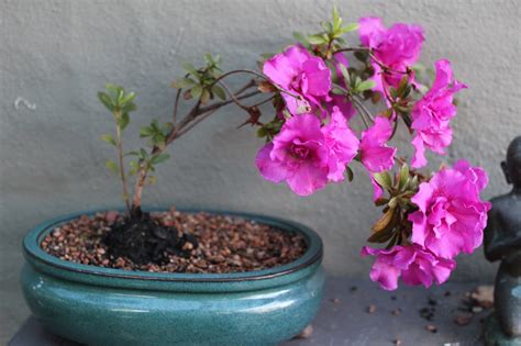 florez nursery azalea bonsai