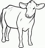 Cow Draw Coloring Pages Printable Cattle Kids Drawing Outline Simple Baby Calf Cartoon Clipart Animals Pic Color Step Children Colouring sketch template
