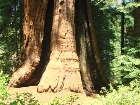 Conservation Group Purchases Massive Sequoia Grove Insidehook