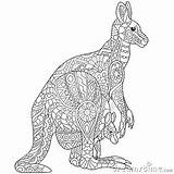 Kangaroo Stylized Zentangle Illustration Vector Coloring Adult sketch template