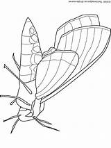 Moth Coloring Pages Colouring sketch template