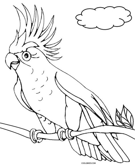 parrot drawing  getdrawings