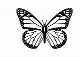 Butterfly Pixabay Tattoo Drawing Clip Outline Coloring Papillon Monarch Pages Drawings Choose Board Simple Tsgos sketch template