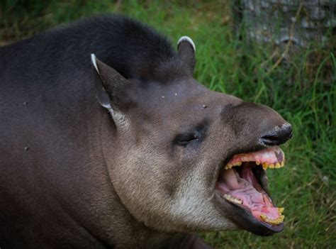 woman lick tapir sex photo