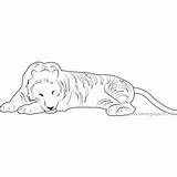 Tiger Coloring Pages Sleeping sketch template