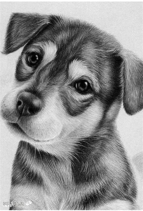 realistic animal drawings easy starting  easy sketches youll