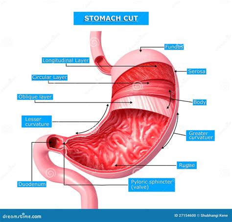 de anatomie van maag sneed sectie stock illustratie afbeelding