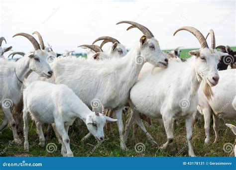 goats   herd stock image image  road dairy countryside