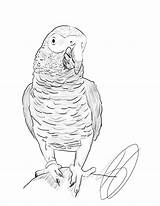 Parrot African Coloring Grey 43kb sketch template