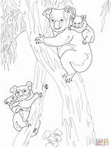 Koala Coloring Pages Koalas Babies Tree Moms Printable Baby Bear Kids Back Mother Supercoloring Eucalyptus Drawing Template Categories sketch template