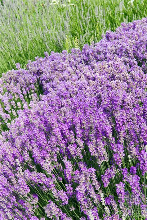 lavandula angustifolia munsted  beth chatto gardens