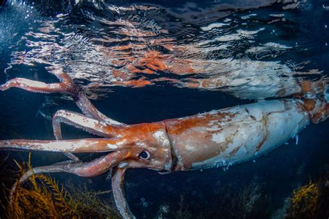 extremely rare footage  giant squid  thick arms terrified
