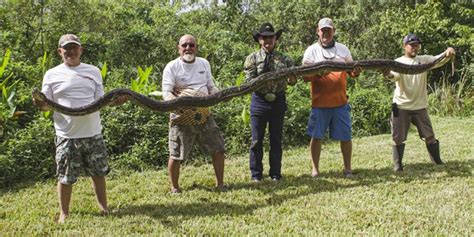massive 16 foot python with nest of 50 eggs removed from florida
