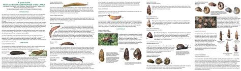 tropical land snail diversity south and southeast asia