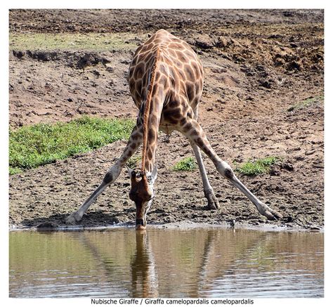 nubische giraffe foto bild tiere zoo wildpark falknerei natur bilder auf fotocommunity