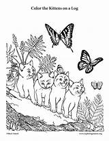 Kittens Log Coloring sketch template