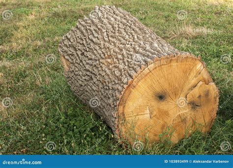 big oak tree log stock image image  lumber closeup