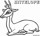 Antelope Coloring Pages sketch template