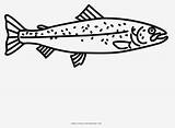 Salmon Clipartkey 25kb sketch template