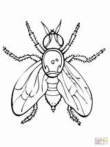 Venus Trap Fly Coloring Getdrawings Drawing sketch template