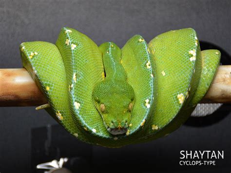Green Tree Python Collection Green Trees Green