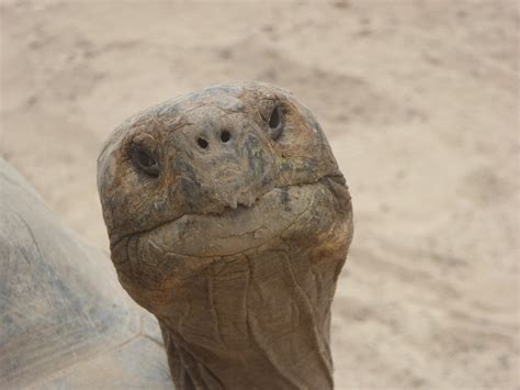 turtle head face  photo  pixabay