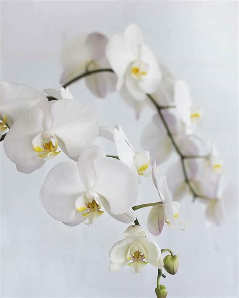 white phalaenopsis