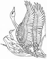 Carving Printable Lsirish Goose Relief Pyrography Woodworking sketch template