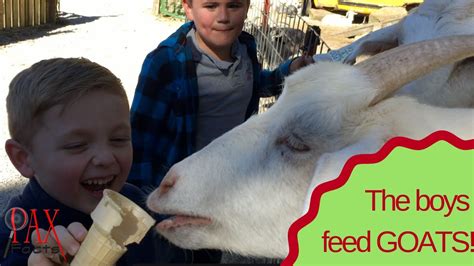 boys feed goats youtube